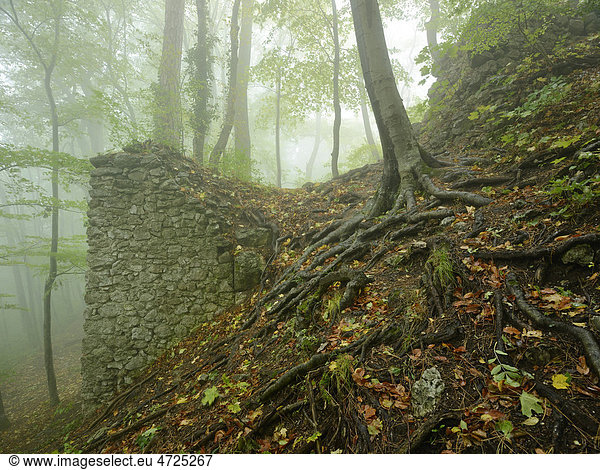Reste der Ruine im Nebel  Arnstein  Niederösterreich  Österreich  Europa