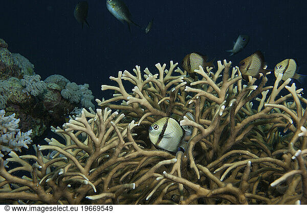 Reticulated damselfish (Dascyllus reticulatus) among hard corals  Far North  Great Barrier Reef  Australia