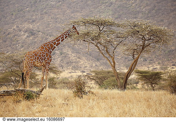 Reticulated giraffe (Giraffa c. reticulata)  Samburu  Kenya