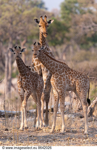 Reticulated giraffes  Okavango Delta  Botswana
