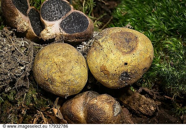 Reticulated hard bovist some spherical yellow-brown fruiting bodies with grey-black flesh