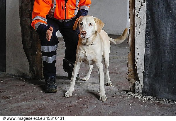 Rettungshundeausbildung  in leerstehenden Häusern üben die Spürhunde die Suche nach Verletzten  Herne  Nordrhein-Westfalen  Deutschland  Europa