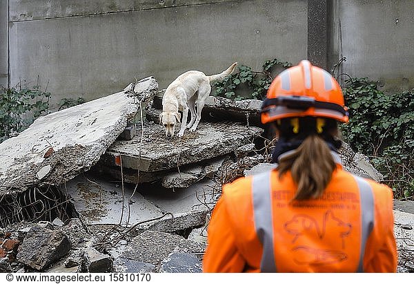 Rettungshundeausbildung  in Trümmern eingestürzter Gebäude üben die Spürhunde die Suche nach Verschütteten  Herne  Nordrhein-Westfalen  Deutschland  Europa