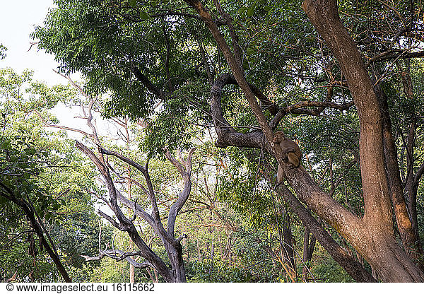 Rhesus macaque (Macaca mulatta)  Jim Corbett National Park  Uttarakhand  India