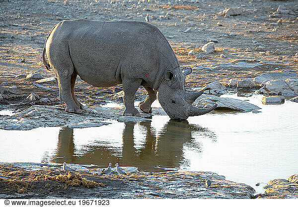 rhino and elephant at Etosha National Park  Namibia
