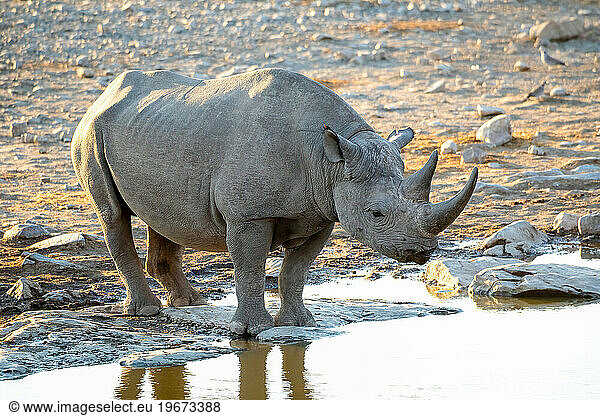 Rhino in ethosa national park  Namibia