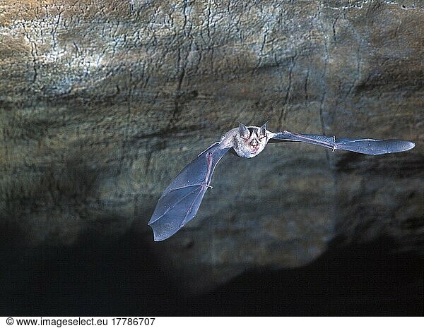 Rhinolophus ferrum-equinum  Greater Horseshoe Bat  Great Horseshoe Bats  Bats  Mammals  Animals  BatHorseshoe Greater (Rhinolophus ferrum-equipum) Flying in cave