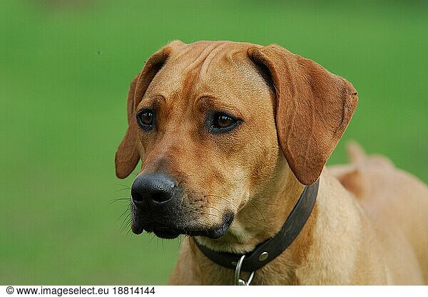 Rhodesian Ridgeback  bitch  portrait  FCI Standard No. 146  female  domestic dog (canis lupus familiaris)
