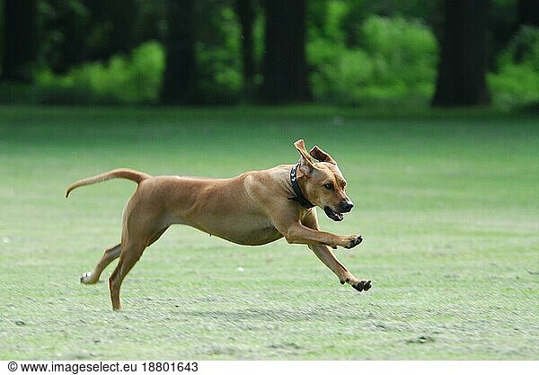 Rhodesian Ridgeback  female  running across a meadow  FCI Standard No. 146  female  running across a domestic dog (canis lupus familiaris)