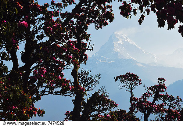 Rhododendron and Annapurna Himal from Poon Hill  Annapurna Conservation Area  Dhawalagiri  Pashchimanchal  Nepal
