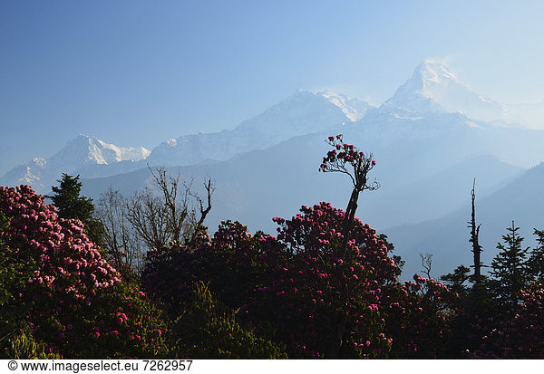 Rhododendron and Annapurna Himal seen from Poon Hill  Annapurna Conservation Area  Dhawalagiri (Dhaulagiri)  Western Region (Pashchimanchal)  Nepal  Himalayas  Asia