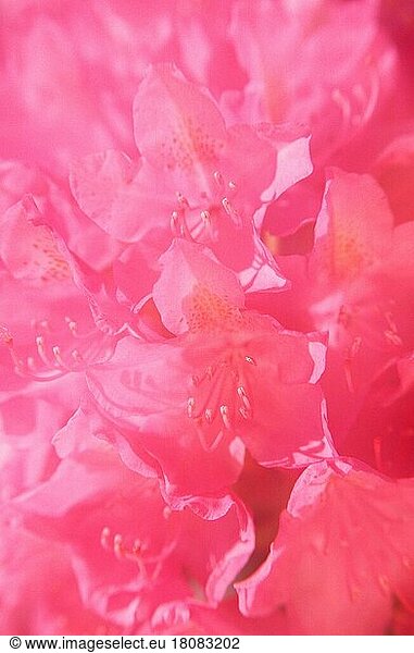 Rhododendron-Blüte  Rhododendron-Blüten  Pflanzen  Heidekrautgewächse (Ericaceae)  Blüte  rosa  pink  abstrakt  weich  weich  vertikal