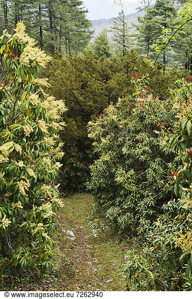 Rhododendron forest  near Titi  Annapurna Conservation Area  Dhawalagiri (Dhaulagiri)  Western Region (Pashchimanchal)  Nepal  Asia