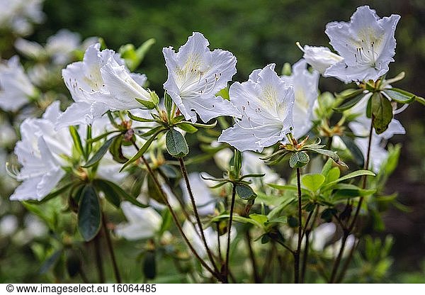 Rhododendron mucronulatum - Koreanischer Rhododendron oder koreanischer Rosenstrauch Laubabwerfende Sträucher  die in Korea  der Mongolei  Russland und Nordchina heimisch sind.
