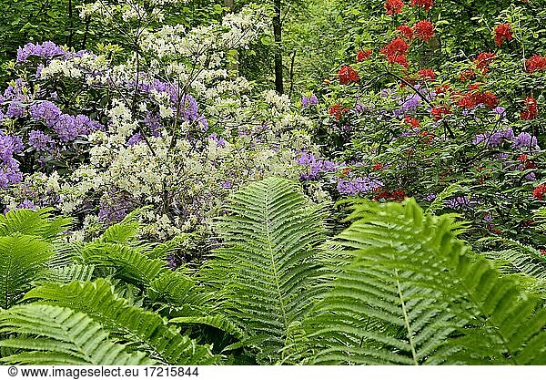 Rhododendron Park Bad Sassendorf  rhododendrons and azaleas in bloom  ostrich fern (Matteuccia struthiopteris)  funnel fern  North Rhine-Westphalia  Germany  Europe