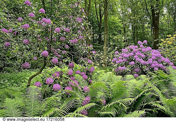 Rhododendron Park Bad Sassendorf  rhododendrons and azaleas in bloom  ostrich fern (Matteuccia struthiopteris)  funnel fern  North Rhine-Westphalia  Germany  Europe