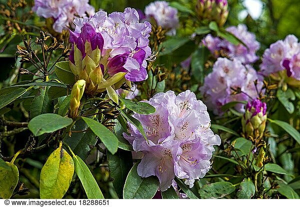 Rhododendronblüte  Beauty of Surrey  Rhododendronpark Bremen  Deutschland  Europa