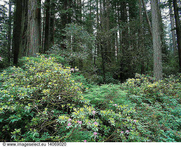 Rhododendrons in the Redwoods
