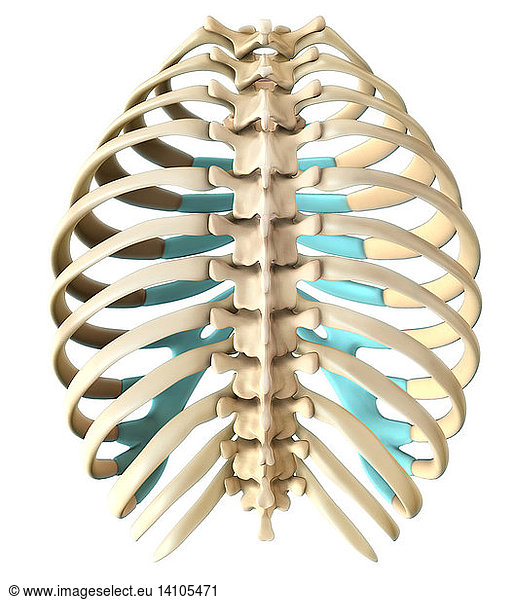 Rib cage Rib cage, Posterior View,3d,3d,anatomic - Rights Managed ...