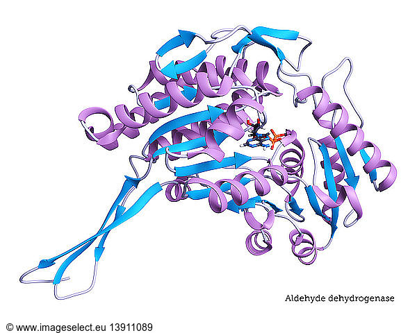 Ribbon Structure of Aldehyde Dehydrogenase