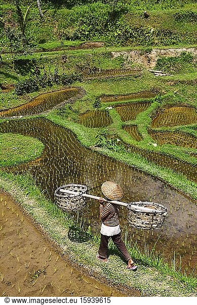 Rice farmer in the rice paddies of Tegallalang  Ubud  Bali  Indonesia  Asia