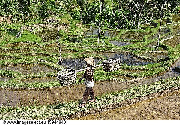 Rice farmer in the rice paddies of Tegallalang  Ubud  Bali  Indonesia  Asia