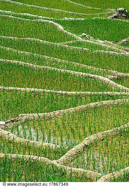 Rice field terraces (rice paddy) close up. Near Cat Cat village  near Sapa  Mui Ne