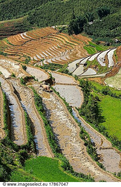 Rice field terraces (rice paddy) . Near Cat Cat village  near Sapa  Mui Ne