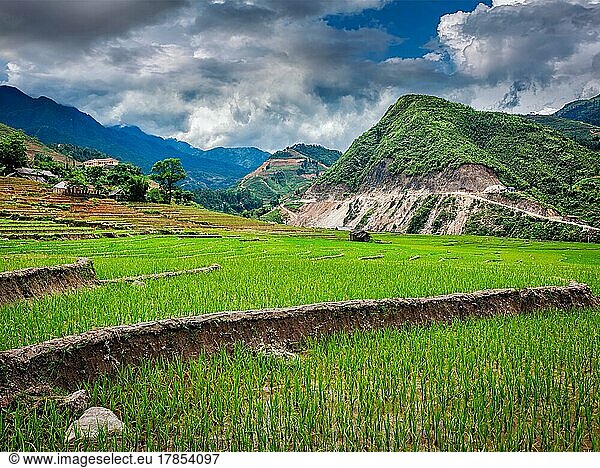 Rice field terraces (rice paddy) . Near Cat Cat village  near Sapa  Vietnam  Asia