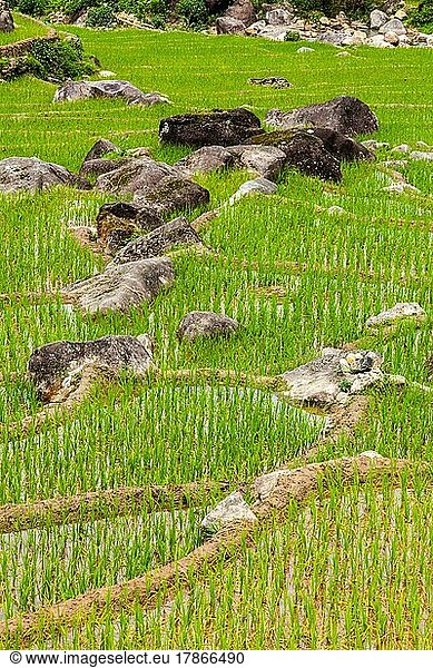 Rice field terraces (rice paddy) . Near Cat Cat village  near Sapa  Vietnam  Asia