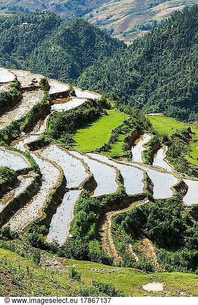 Rice field terraces (rice paddy) . Near Cat Cat village  near Vietnam
