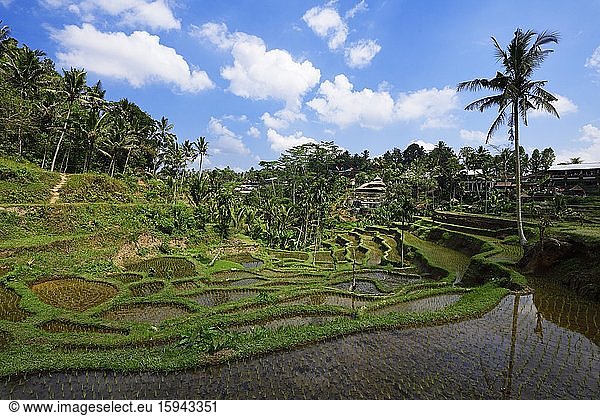 Rice fields near Tegallalang  Ubud  Bali  Indonesia  Asia