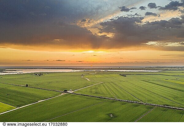 Rice fields (Oryza sativa) and lagoons at sunrise in July. Aerial view. Drone shot. Ebro Delta Nature Reserve  Tarragona province  Catalonia  Spain.