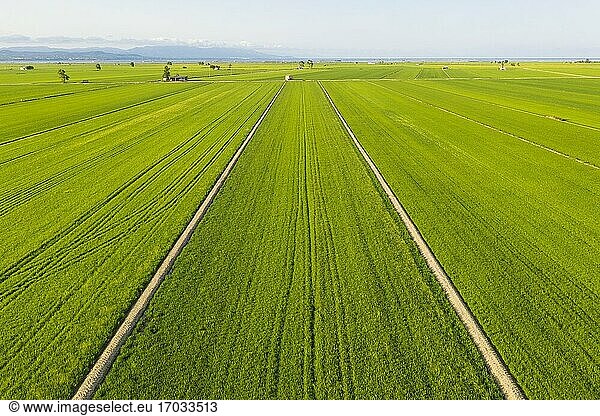 Rice fields (Oryza sativa) in July. Aerial view. Drone shot. Ebro Delta Nature Reserve  Tarragona province  Catalonia  Spain.