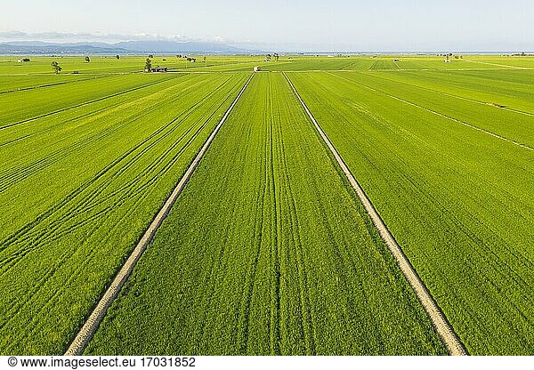 Rice fields (Oryza sativa) in July  aerial view  drone shot  Ebro Delta Nature Reserve  Tarragona province  Catalonia  Spain  Europe