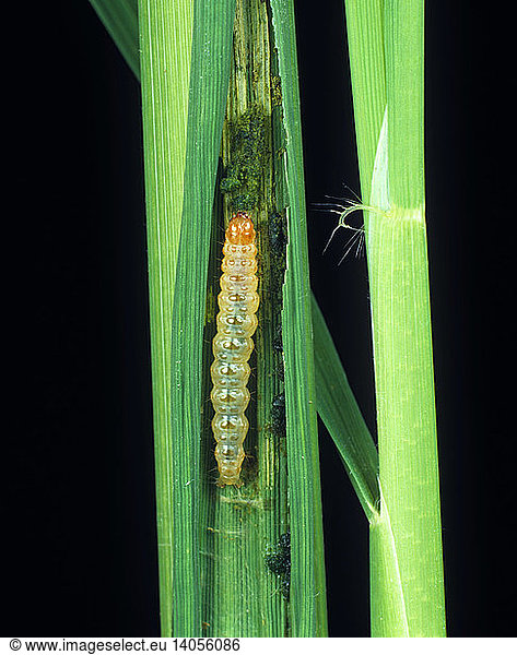 Rice leaf folder caterpillar