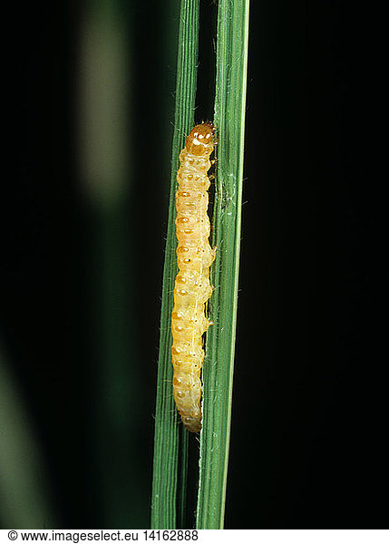 Rice leaf folder caterpillar