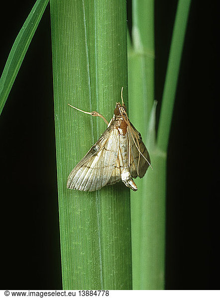 Rice leaf folder moth