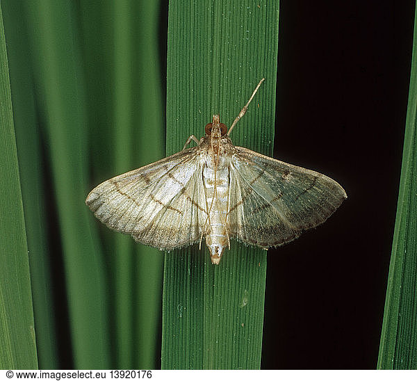 Rice leaf folder moth