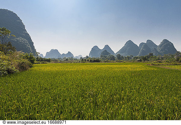 rice paddy and limestone mountains close to Yangshuo in China