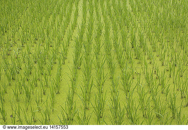 Rice Paddy  China
