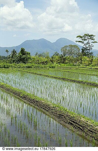 Rice paddy field near Sedimen  Bali  Indonesia  Asia