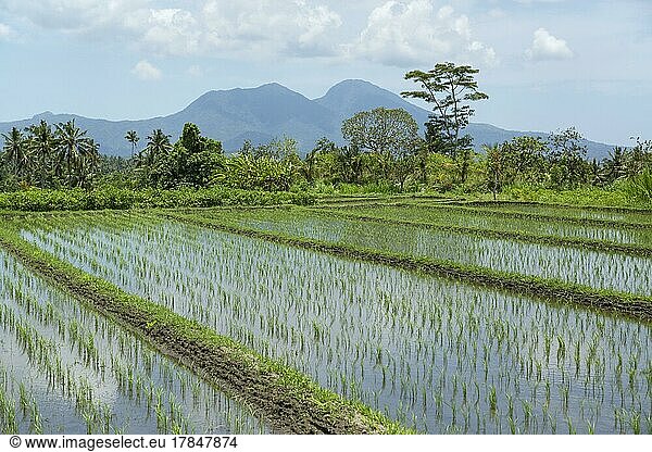 Rice paddy fields near Sedimen  Bali  Indonesia  Asia