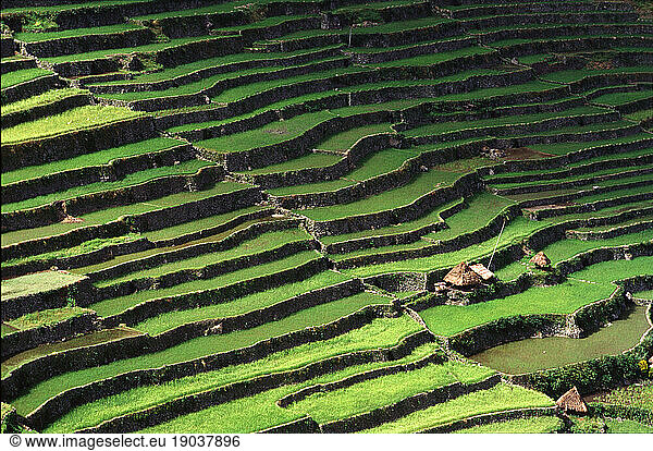 Rice terraces and gras huts