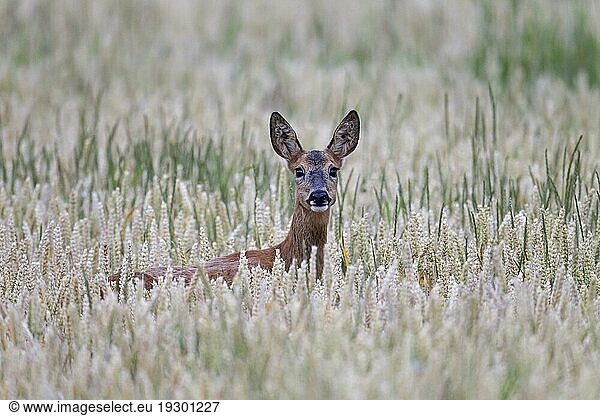 Ricke äugt aus einem Weizenfeld (Triticum aestivum) (Europaeisches Reh) (Reh)  Female Roe Deer in a Wheat Field (European Roe Deer) (Western Roe Deer) (Capreolus capreolus)