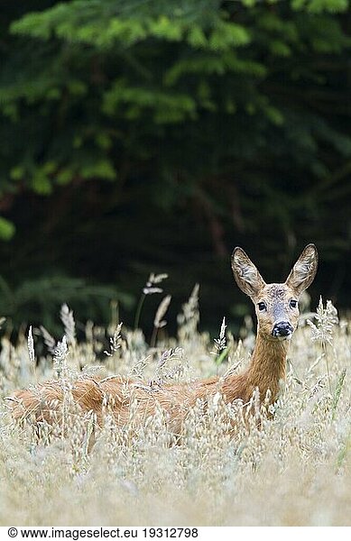 Ricke während der Blattzeit in einem Getreidefeld (Rehwild) (Capreolus capreolus) (Europäisches Reh)  Female Roe Deer during the rut in a cereal field (European Roe Deer) (Western Roe Deer)