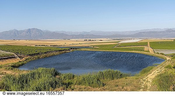 Riebeek Kasteel  Swartland  Südafrika. 2019. Überblick über die Weinberge und Weizen produzierenden Betriebe mit Blick auf Gouda in der Region Swartland.
