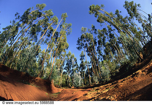Riesen bewirtschaftet Eukalyptus Wald  Addis Abeba  Äthiopien  Afrika