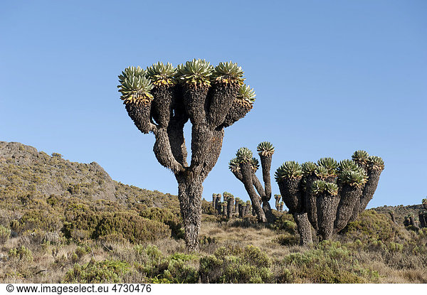 Riesen-Greiskraut, Riesensenezie, Schopfbaum (Dendrosenecio kilimanjari), bei den Horombo Huts, Marangu Route, Kilimandscharo, Tansania, Ostafrika, Afrika