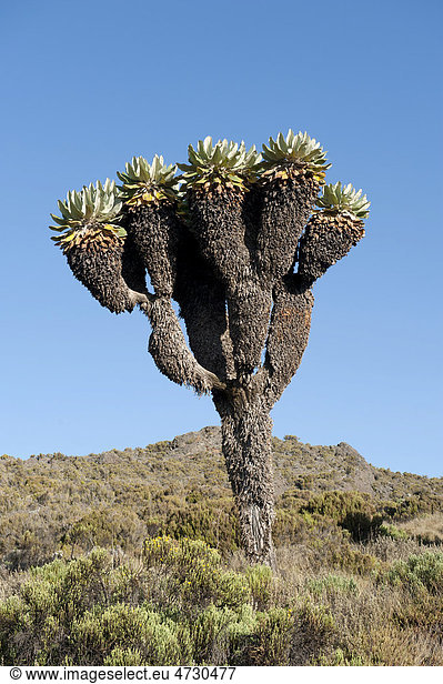 Riesen-Greiskraut, Riesensenezie, Schopfbaum (Dendrosenecio kilimanjari), bei den Horombo Huts, Marangu Route, Kilimandscharo, Tansania, Ostafrika, Afrika
